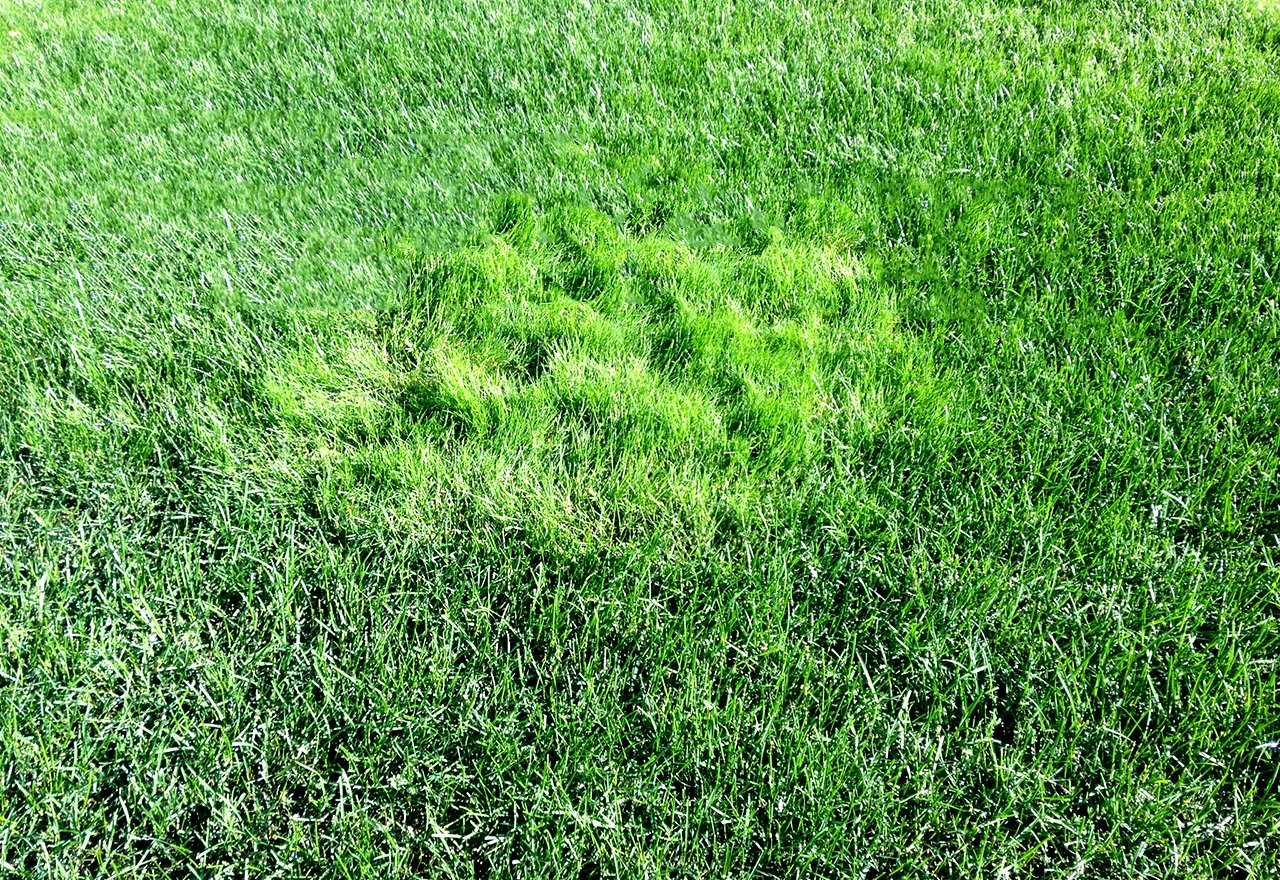 what-to-do-if-you-have-creeping-bentgrass-in-your-lawn